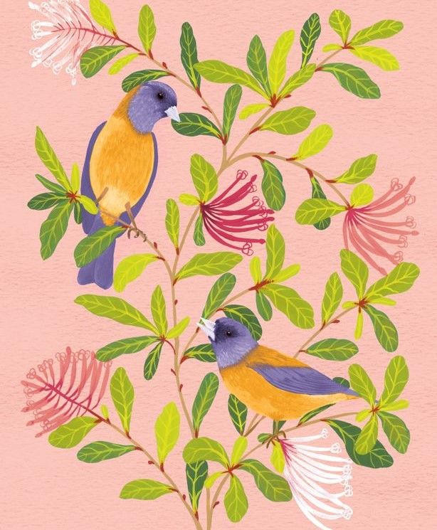 Illustrations - Ilustraciones