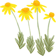 senecio flowers